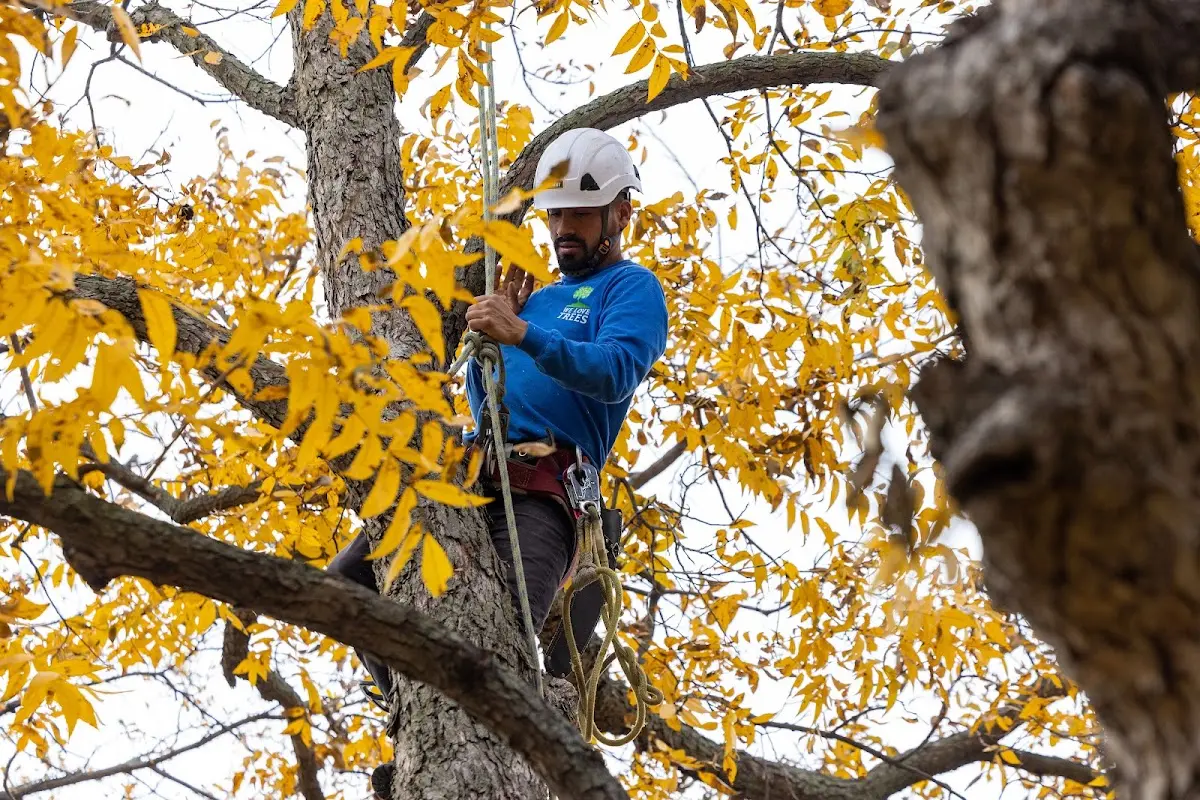 Skilled Tree Planing crew working in Sheffield